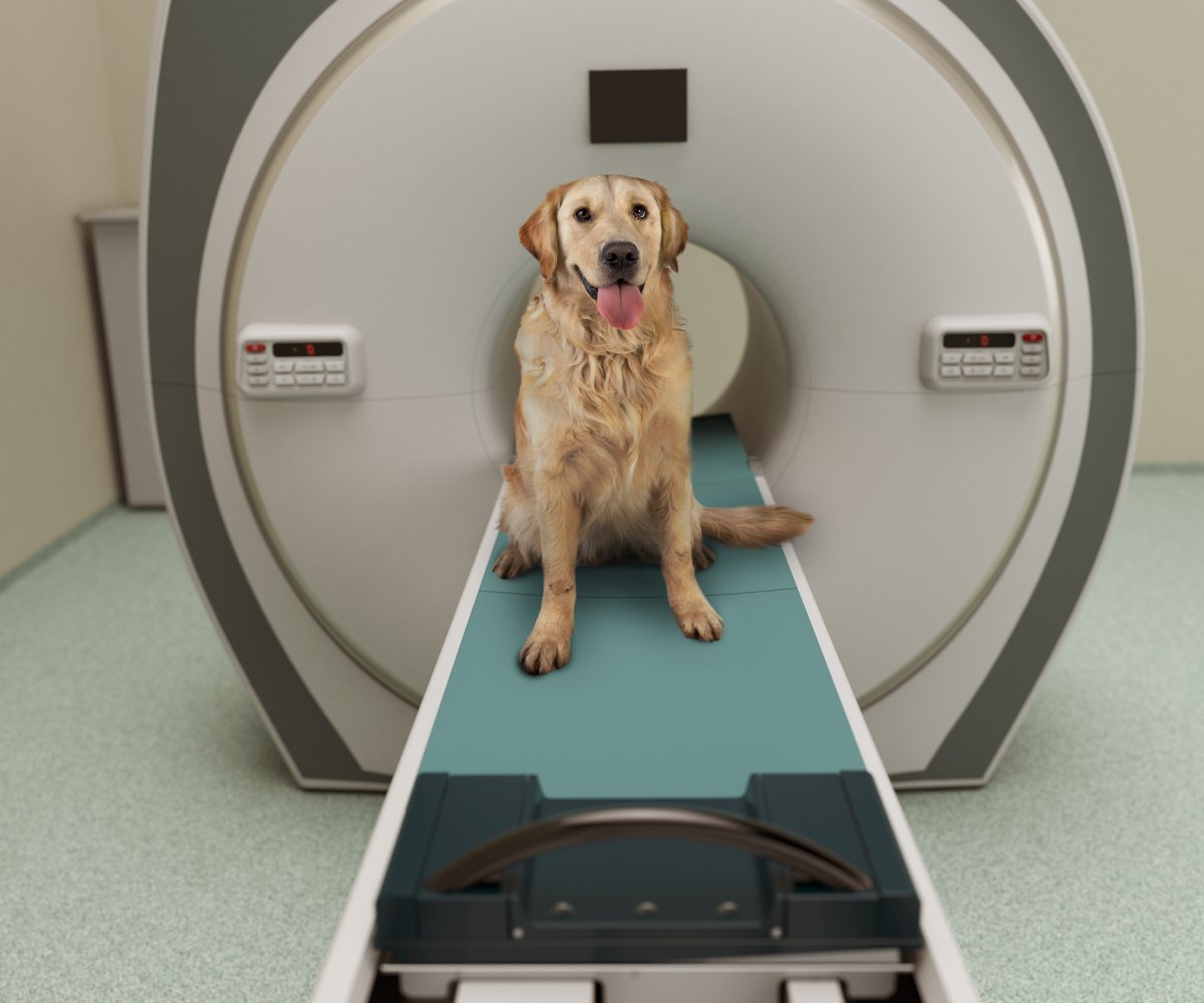 Dog MRI