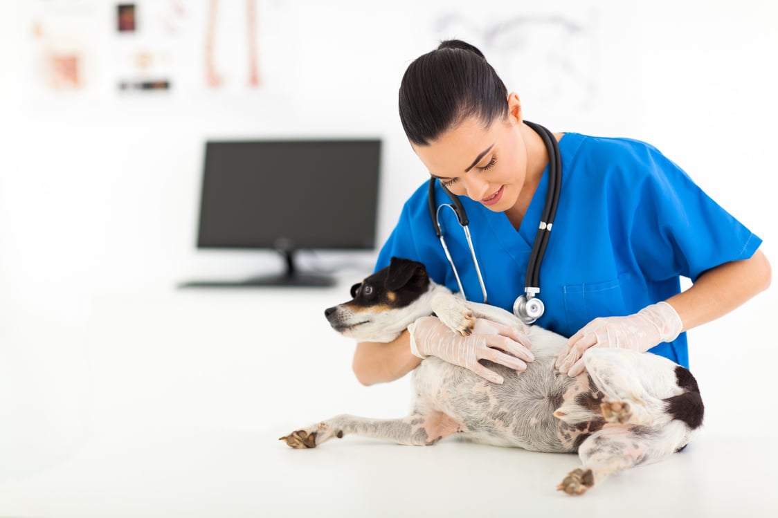 vet doctor checking pet dog skin