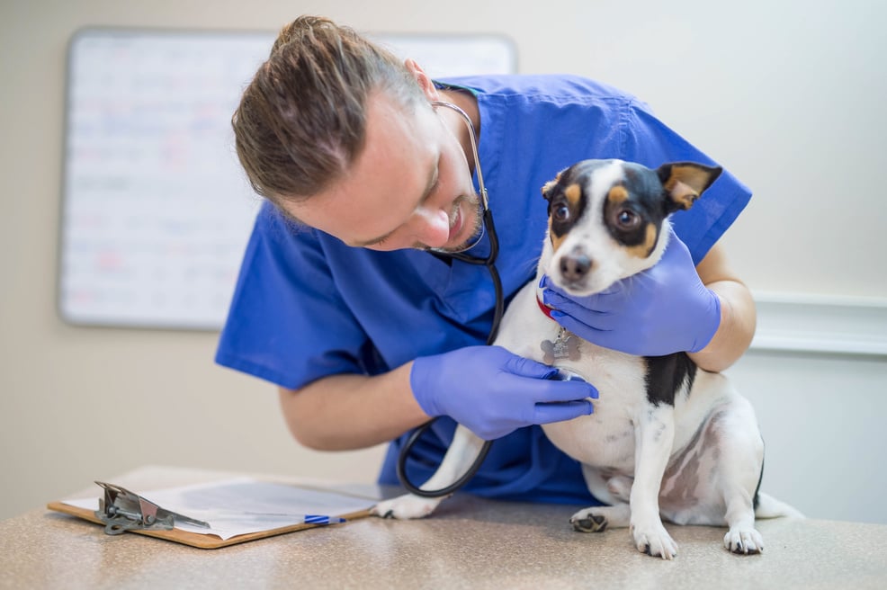 Veterinary Clinic