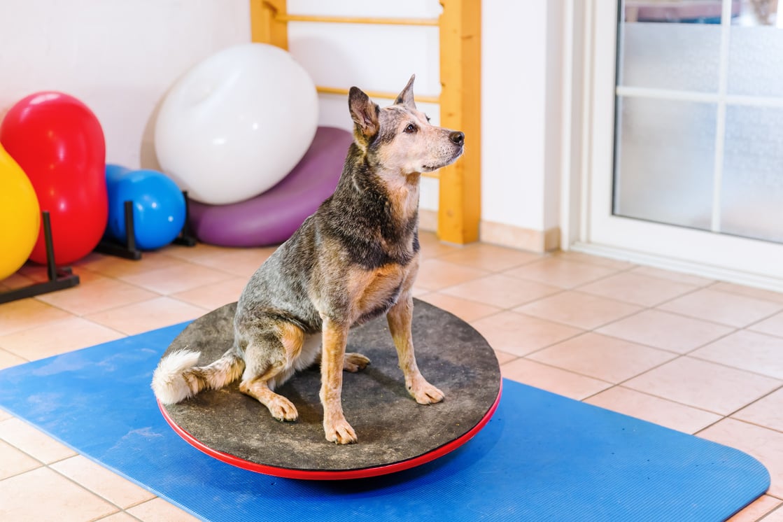 Australian Cattledog in an animal physiotherapy office