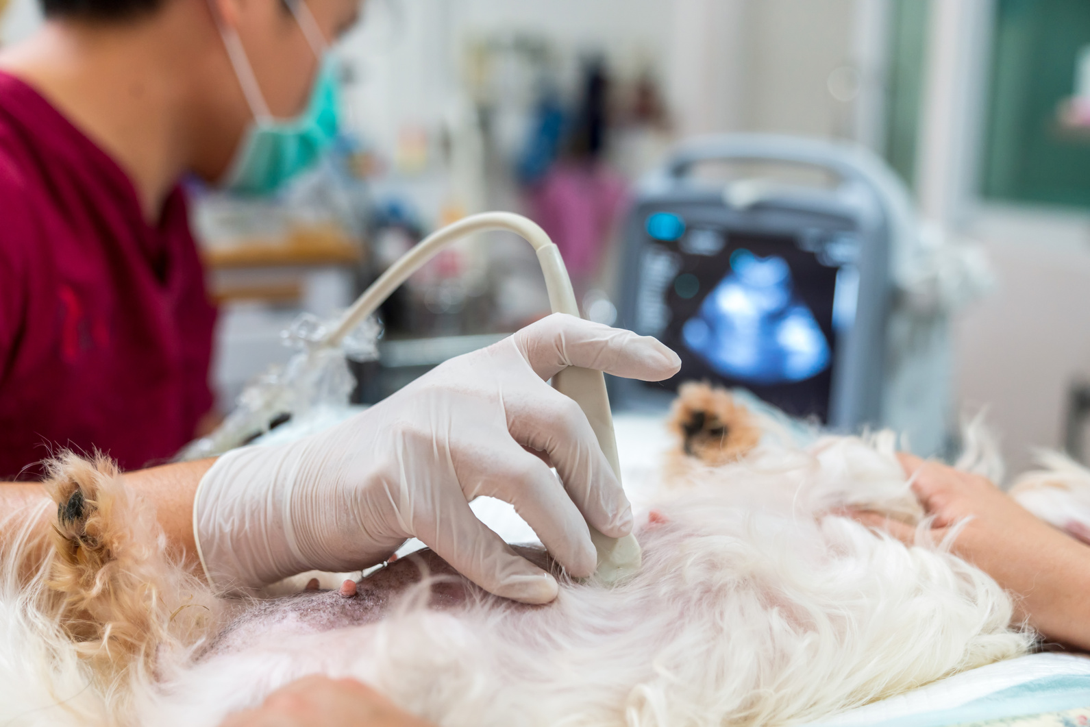 The abdomen of an Maltese dog, who was examined by an ultrasound. Veterinarian doing ultrasound and analyze healthy of animal. Watching puppies in dogs with ultrasound.