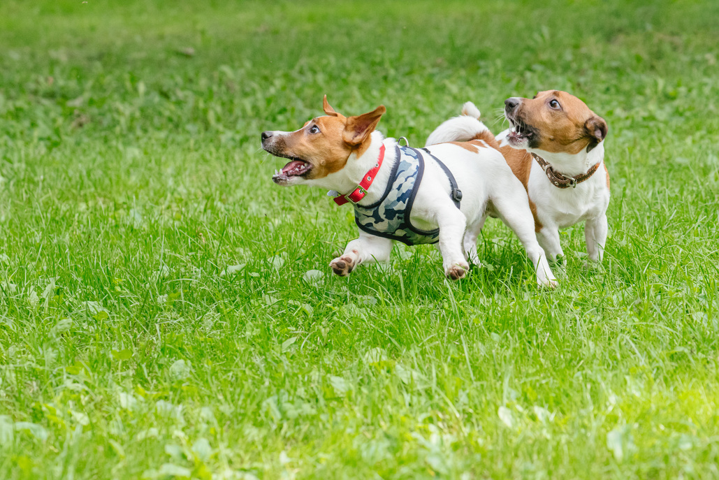 Two dogs playing with energy and socializing in daycare for pets