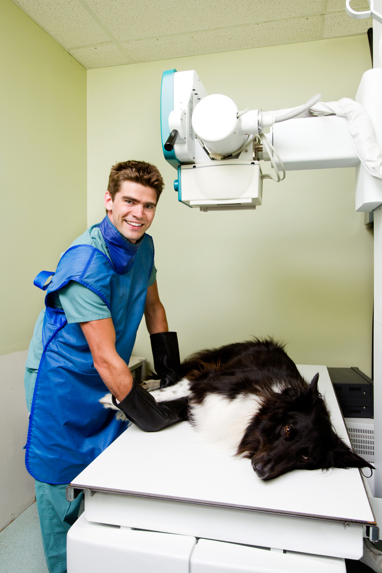 Dog Receiving X-Ray in Clinic